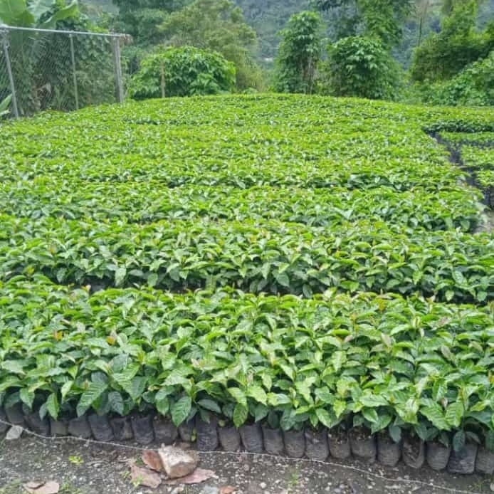 Así es el sembrado del cacao venezolano, el mejor. Foto suministrada.